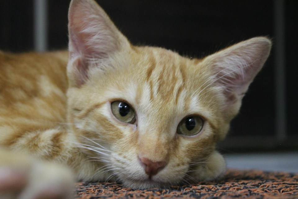Billu, my orange cat, lying down and looking at the camera